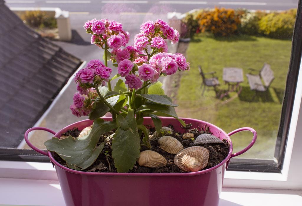 Eagle Heights Bed and Breakfast Enniscrone Eksteriør billede